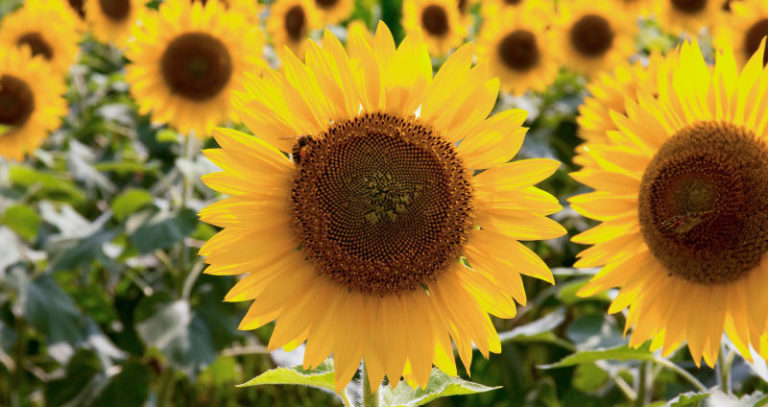 ひまわりの花